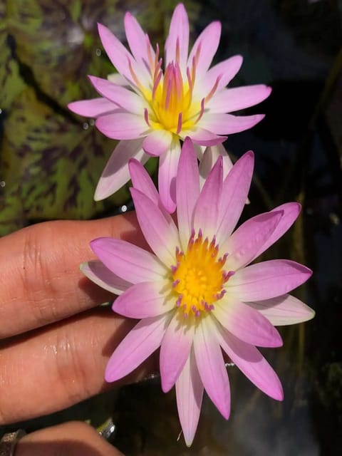 Nymphaea Marshmallow - Tropical Waterlily