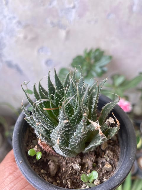 Aloe aristata (Bare Rooted)