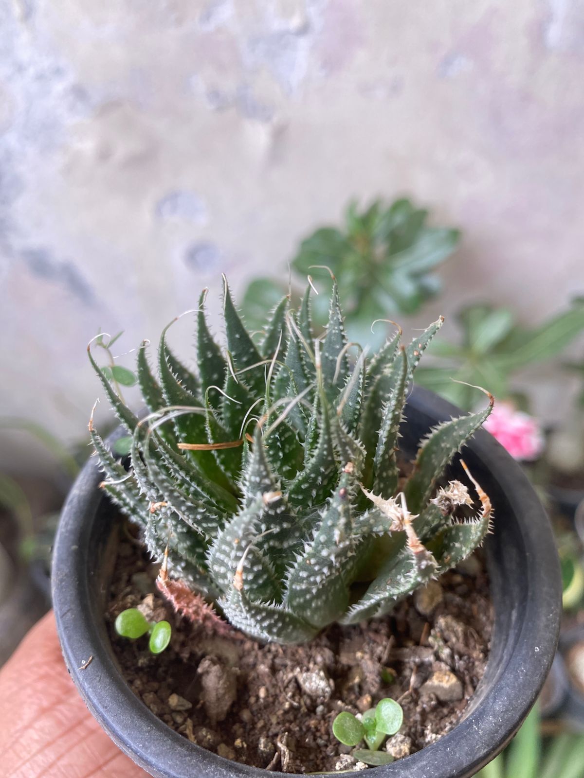 Aloe aristata (Bare Rooted)