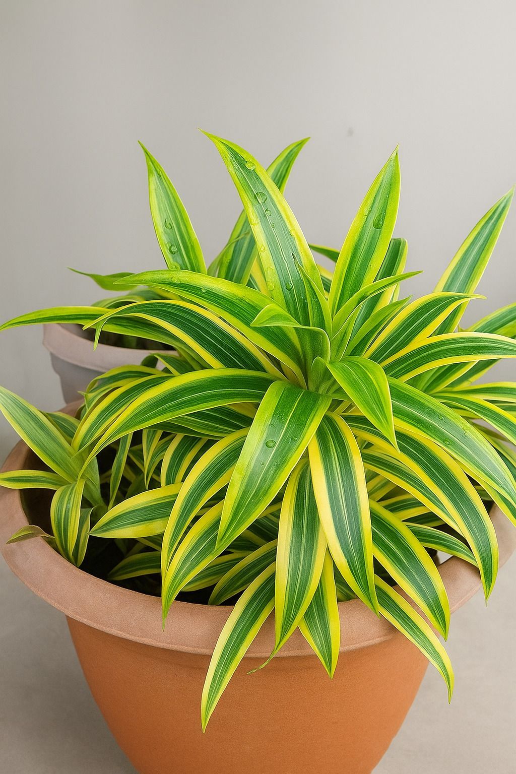 Song of India Plant (Dracaena Reflexa)