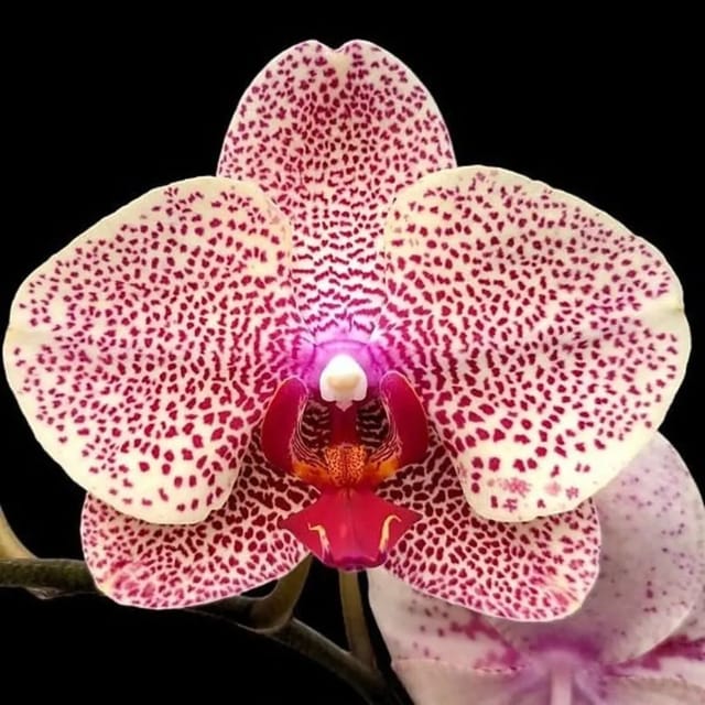 Phalaenopsis I Hsin Sesame