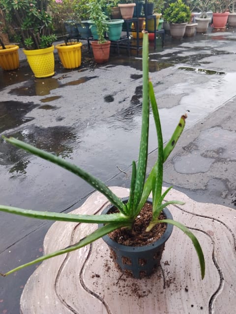 Aloe Vera Set of 2