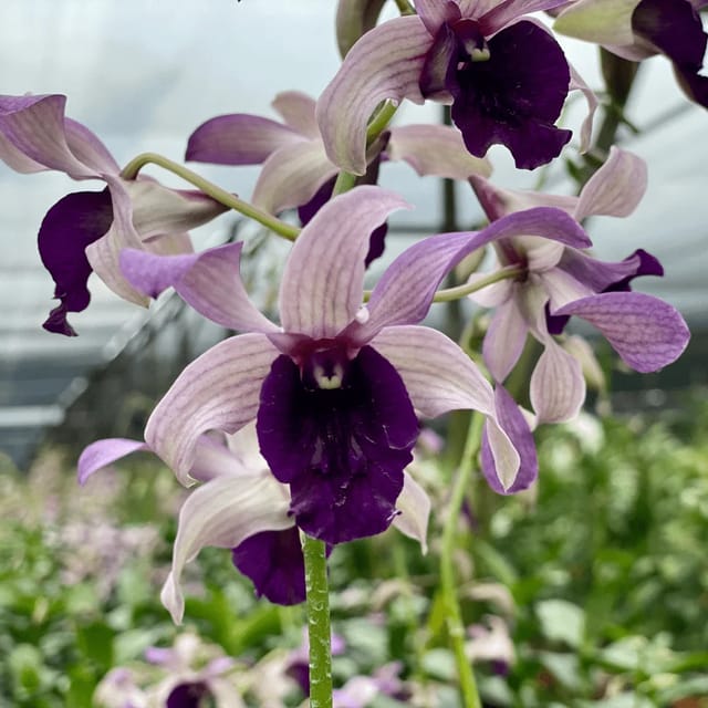 Dendrobium Serene Chang Blue