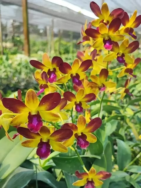 Dendrobium Give By God Orchid