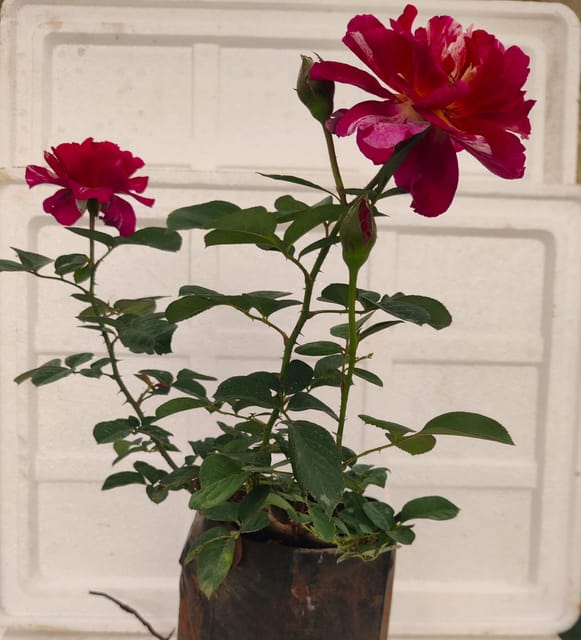 Dutch Rose Red Mix Voilet Plant