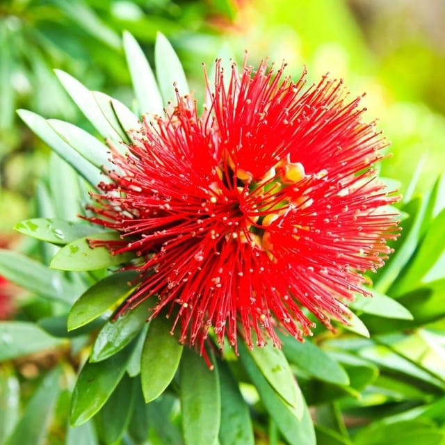 Rosida Red Flowering Plant