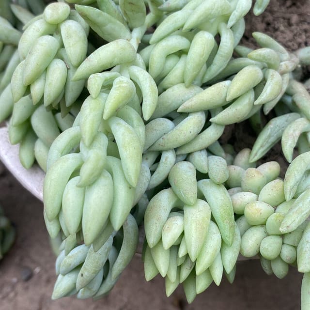 Sedum Donkey Tail (Bare Rooted)