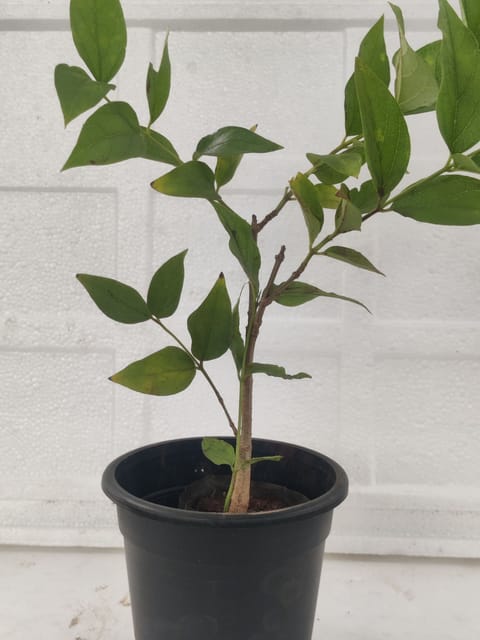 Parijatak Plant ( Night-flowering Jasmine) With Pot