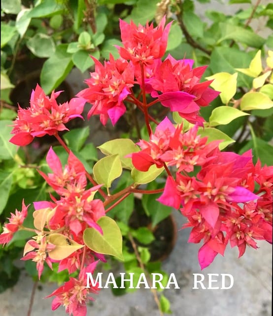 Mahara Red Bougainvillea Flower Plant