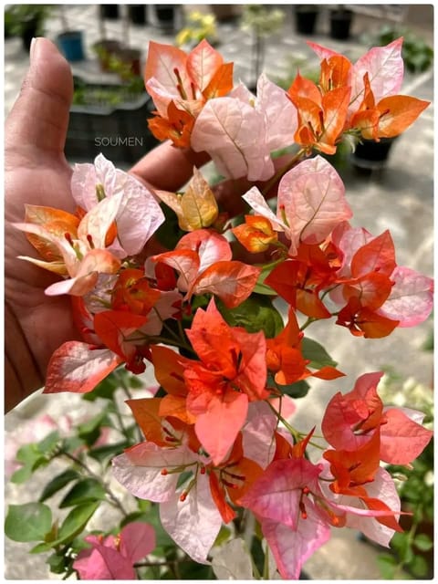 MAHARANI BOUGAINVILLEA