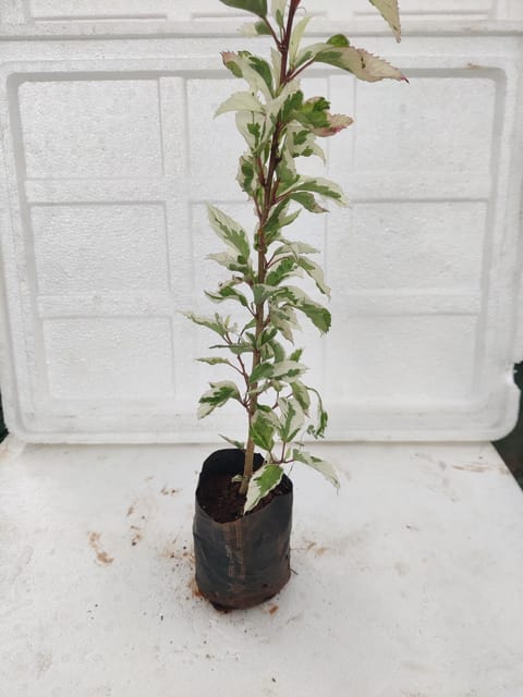 Variegated Hibiscus Plant With Pot