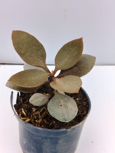 Copper Spoon (Kalanchoe orgyalis), Rare Succulent Plant For Home Decor