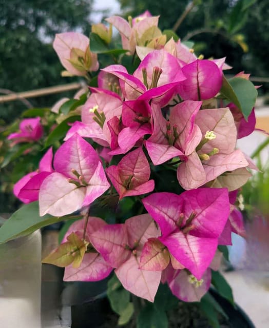 CHITRA CREAM BOUGAINVILLEA
