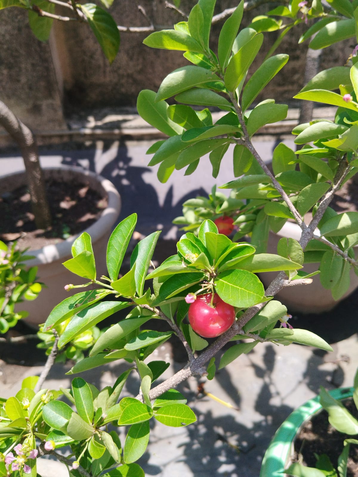 Barbados Cherry Sapling