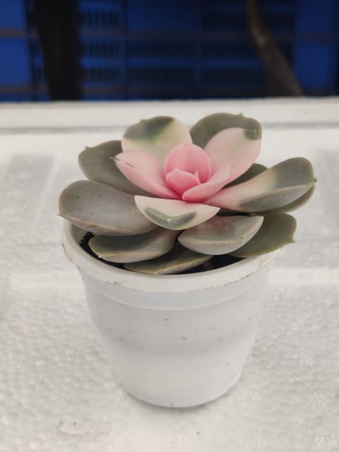 Echevria Succulent  Pink  Plant