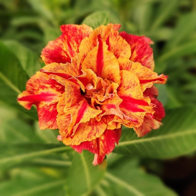Rosy Variety Yellow with Red Adenium Flower Plant (Grafted)