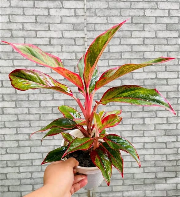 Aglaonema Lipstick Plant