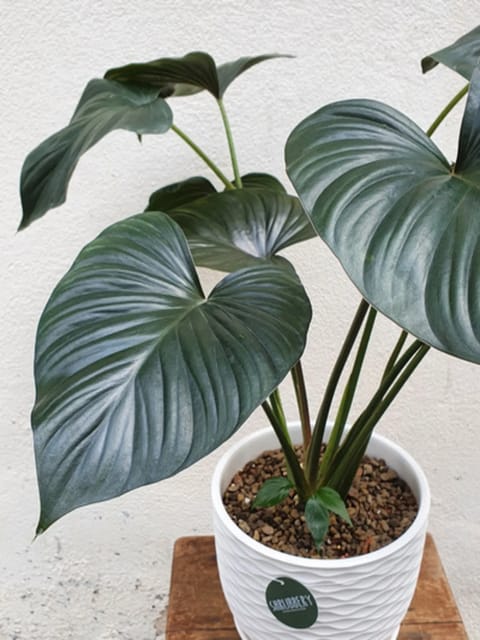 Homalomena Black