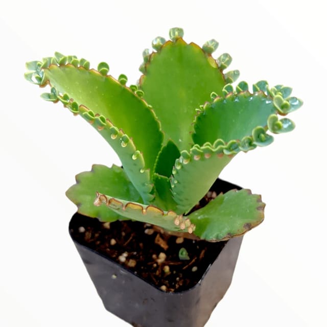 Mother of Thousands (Kalanchoe daigremontiana)