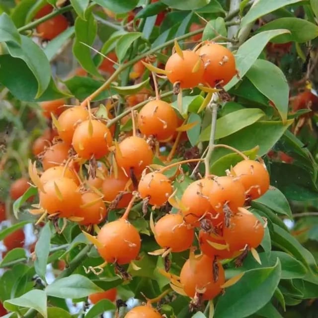 Lemon Vine Plant - Pereskia Aculeata