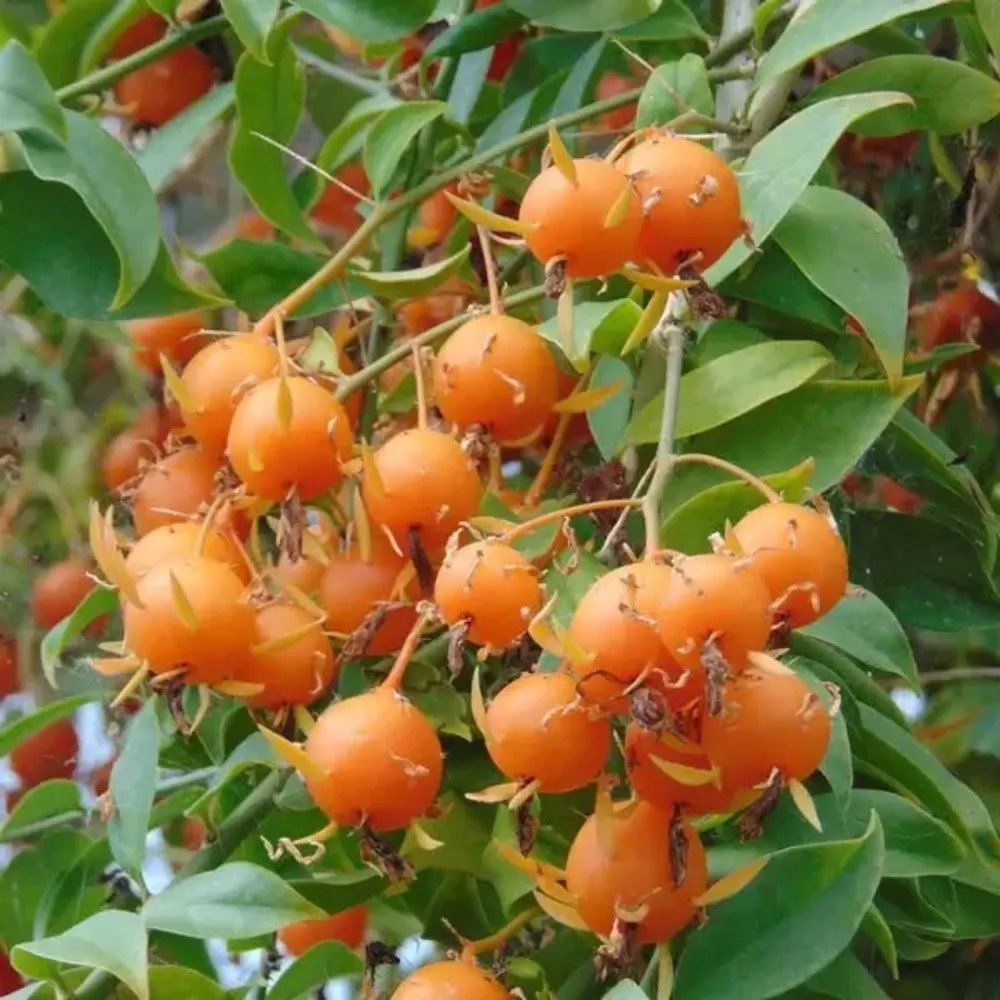 Lemon Vine Plant - Pereskia Aculeata
