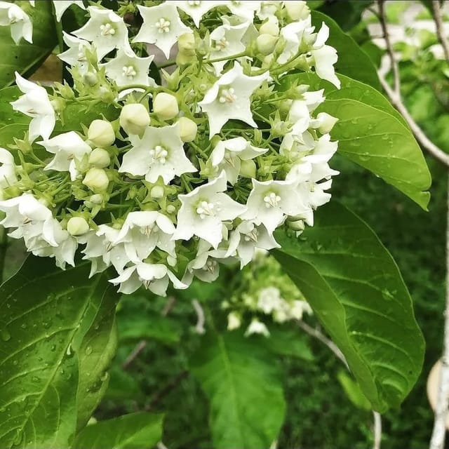 Vallaris Glabra - Bread Flower Vine