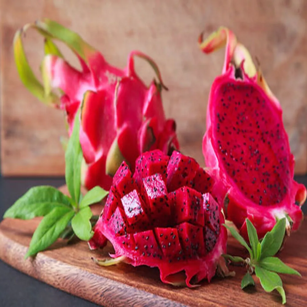 Dragon Fruit Morocan Red - Rooted Cutting