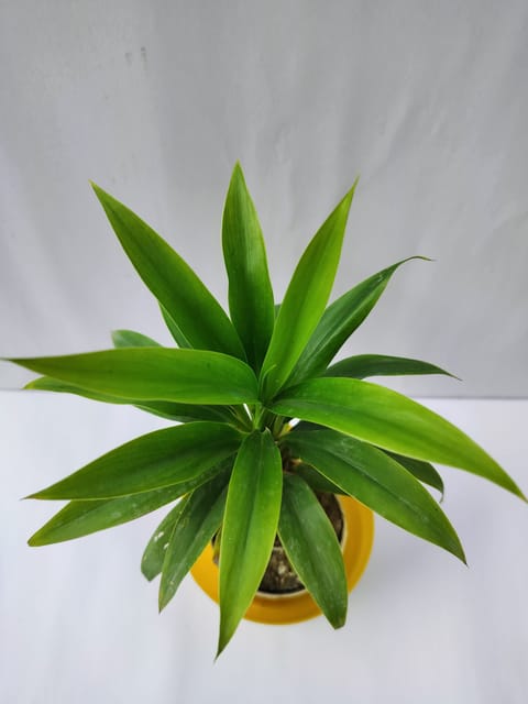 Darcena Green Rare Plant With Nursery Pot