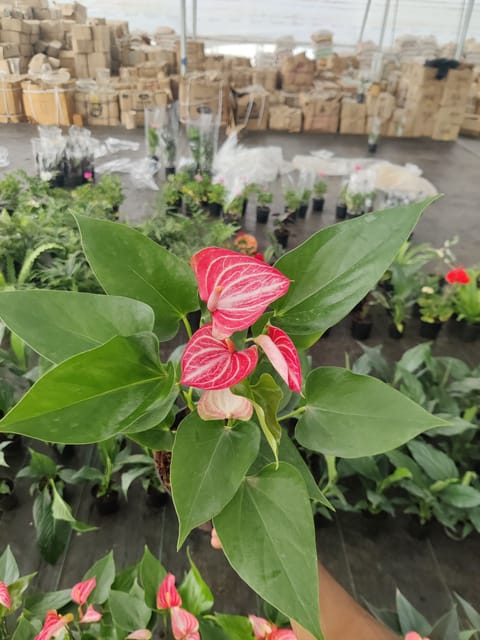 Anthurium Variegated White & Red Plant With Pot