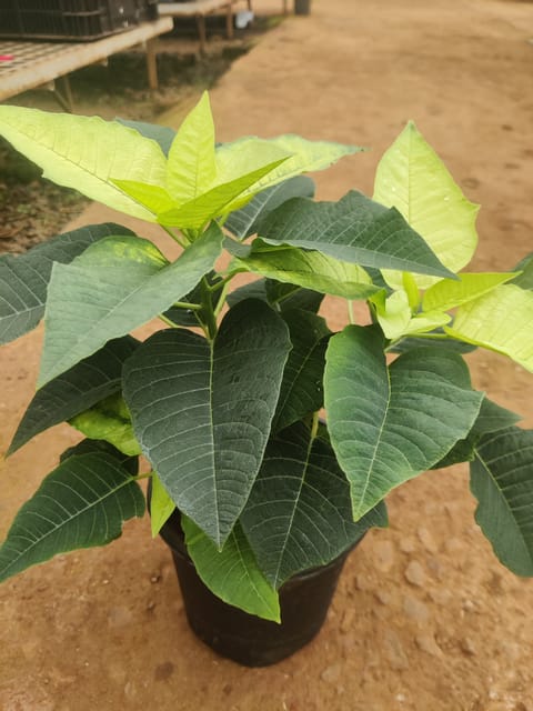 Poinsettia Yellow Plant