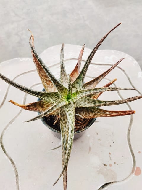 Somalian Aloe Plant