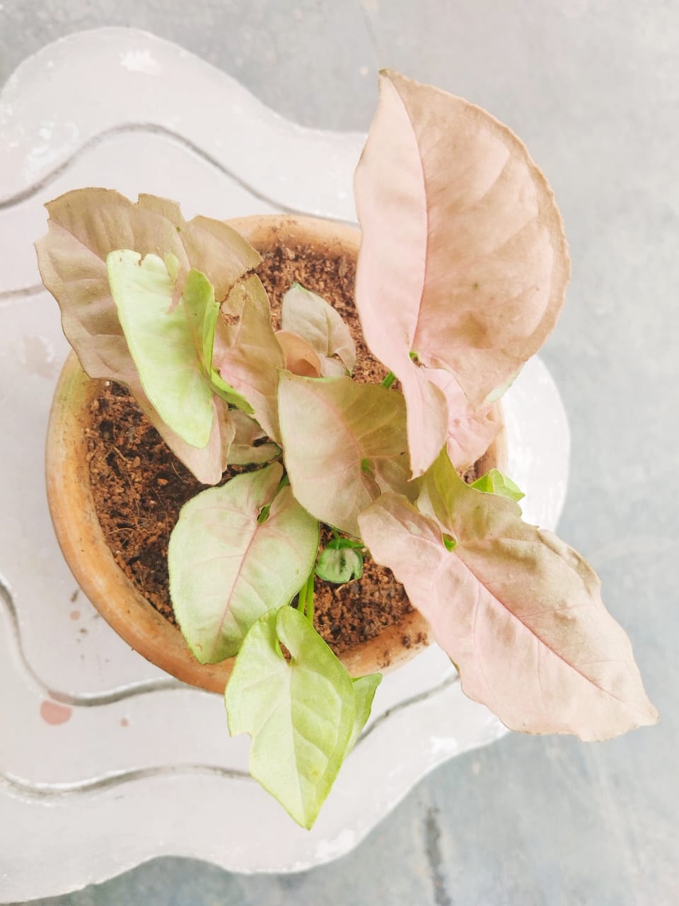 Syngonium Confetti Plant Sapling