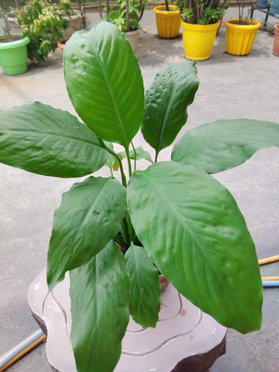 Peace Lily Plant Spathiphyllum