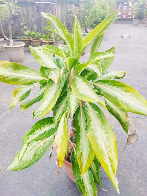 Aglaonema Silver Bay