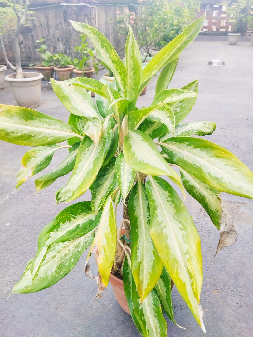 Aglaonema Silver Bay
