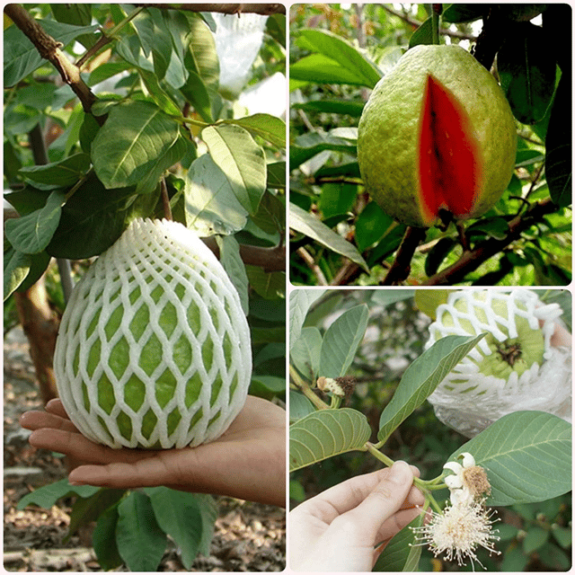 Thai Pink Guava Palnt (Grafted)