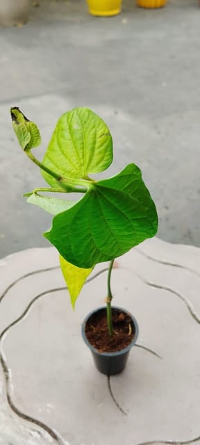 Long Pepper (Thippili)