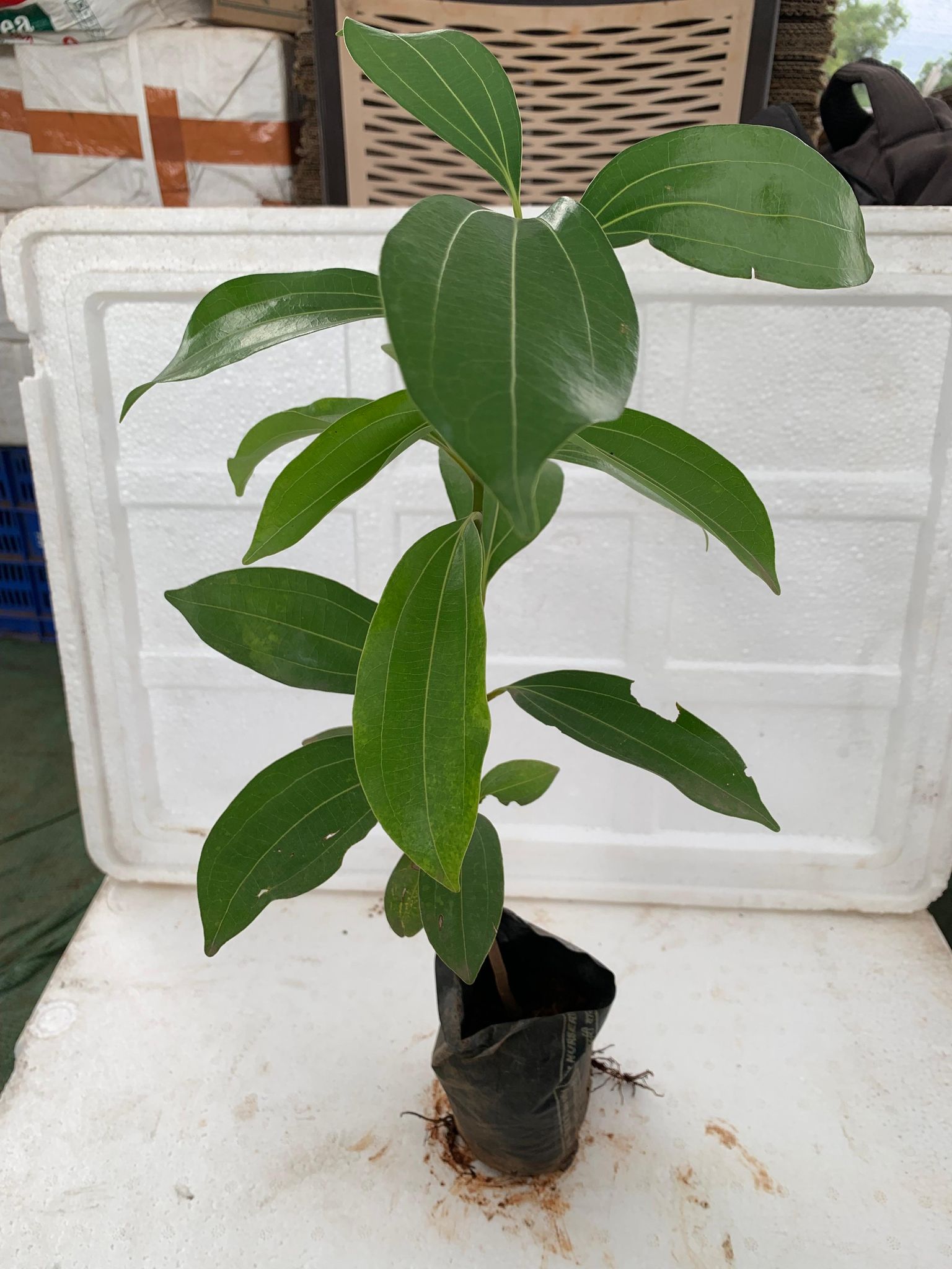 Tamalapatra Plant With Pot