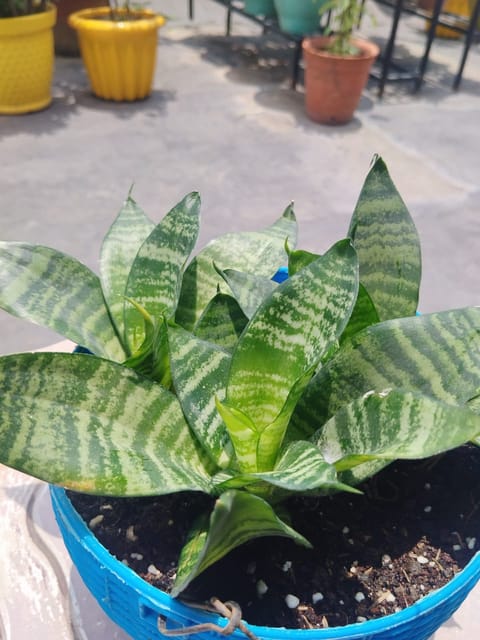 Bird's Nest Snake Plant