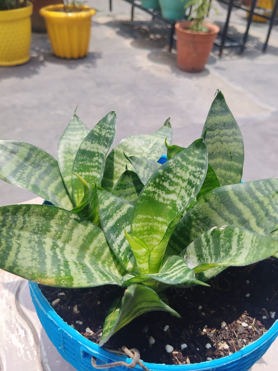 Bird's Nest Snake Plant
