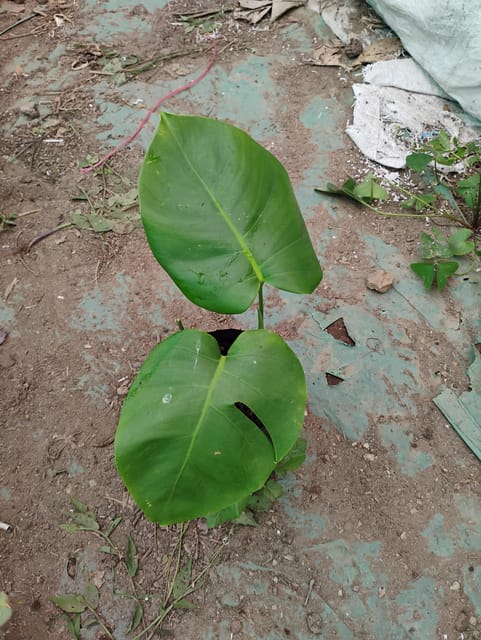 Monstera delicious