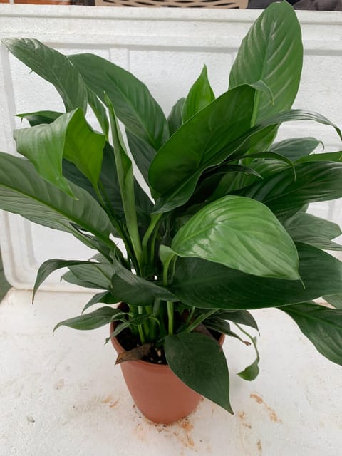 Peace Lily Plant with Pot