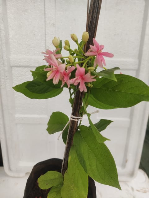 Madhumati Double Plant