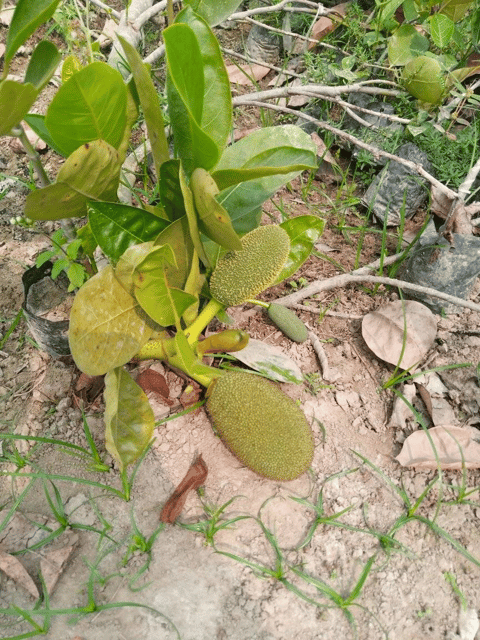Vietnam Early Jackfruit Plant (Pink Jackfruit) - Grafted