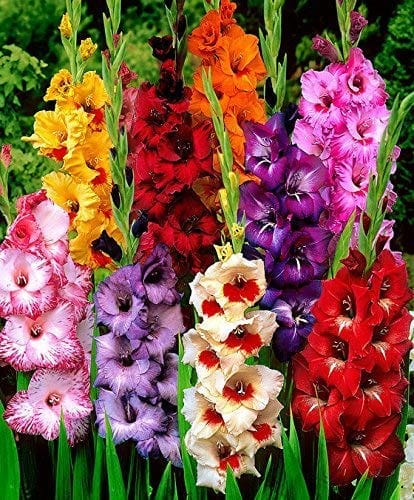 Gladiolus Flower Bulbs / Sword Lily  (Set of 5) Assorted Colours XL SIZE BULB
