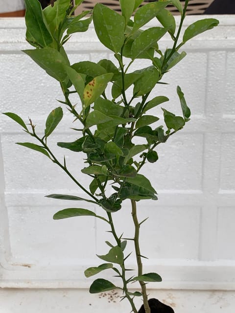 Nimbu (Lemon) Plant