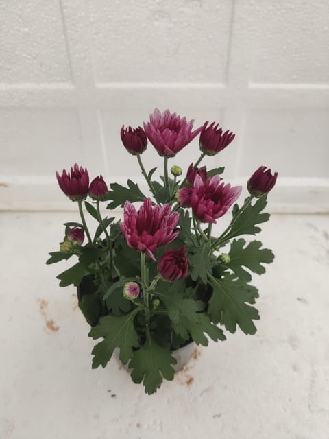 Red Shevanti Plant