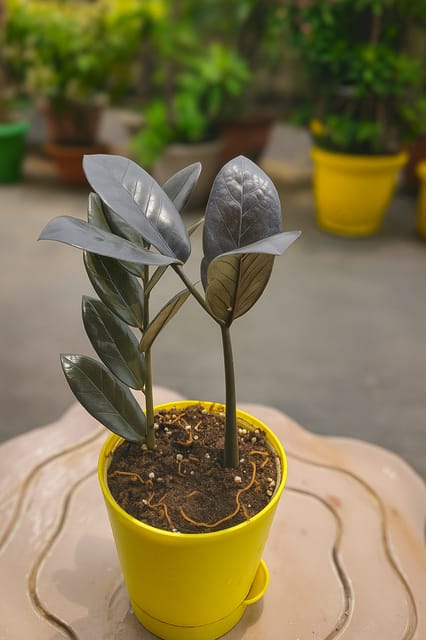Rare Black ZZ Plant