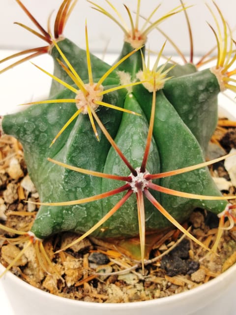 Candy Barrel Cactus (rare) With Out Soil