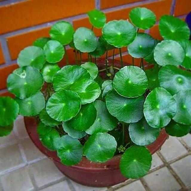 Pennywort - Coin Plant